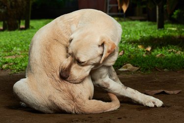 scratching himself dog