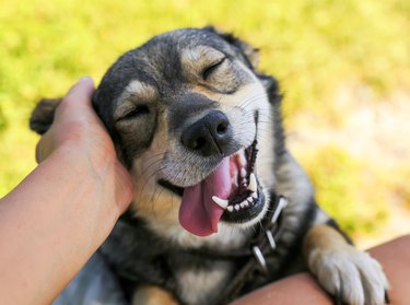 cute dog smiling as hands scratch her ears