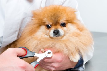 The veterinarian cuts the claws of a fluffy puppy.