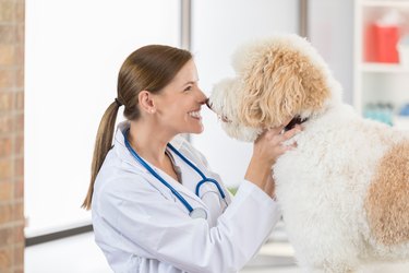 Caring female vet rubs noses with adorable large dog