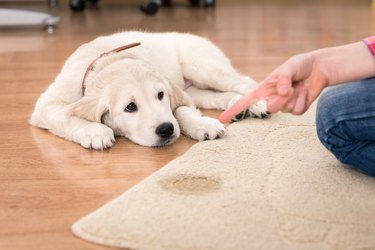 Cleaning dog deals urine with bleach