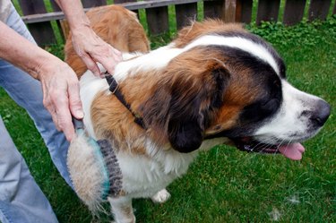 Grooming the pet Saint Bernard dog