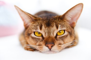young Abyssinian cat