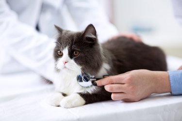 Veterinarian examining a kitten