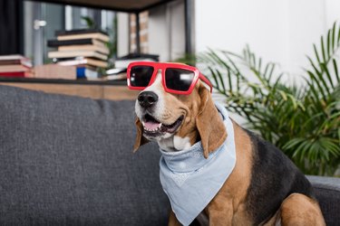 funny beagle dog in red sunglasses and bandana sitting on sofa