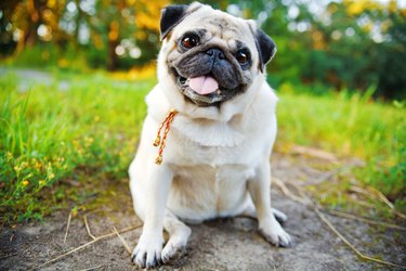 Little pug in summer park