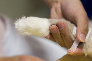 Veterinarian Bandaging Cat’s Leg