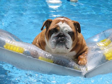 Pet bulldog in swimming pool on family vacation