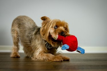 Dog playing with a plush toy in their mouth.