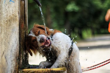Portrait Of Dog Drinking Water At Fountain