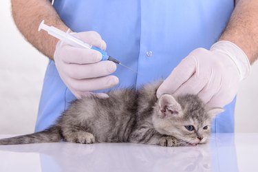 What Is the Vaccination Schedule for Cats & Kittens?