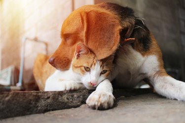 Beagle dog and brown cat.