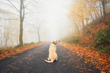 Alone dog in mysterious fog in autumn