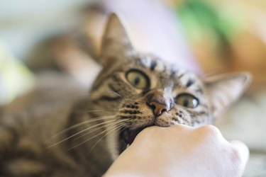 Cat biting their human