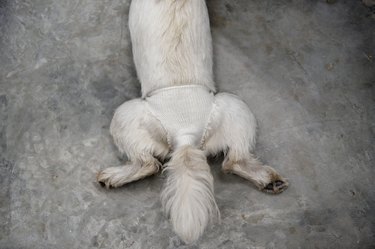 Puppy wearing a bandage diaper