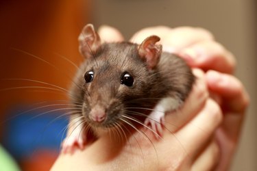 Friendly pet brown rat in human hand, animals at home