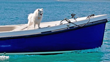 dog on blue sailboat in bright blue water