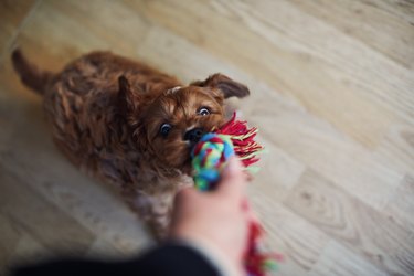 Puppy playing with a rope toy