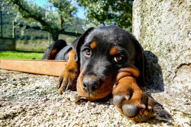 Rottweiler puppy portrait in the garden in a sunny summer day