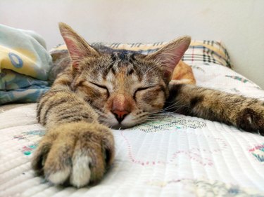 Cat sleeping on the couch