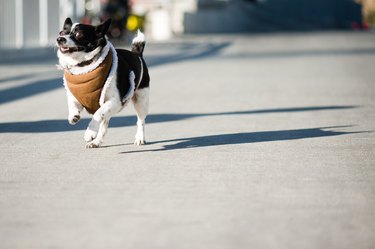 Cute Agile Chihuahua Running On Sunny Road
