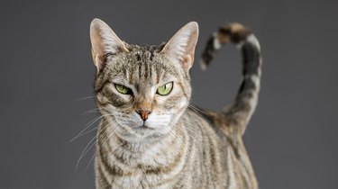 striped cat with tail up in the air