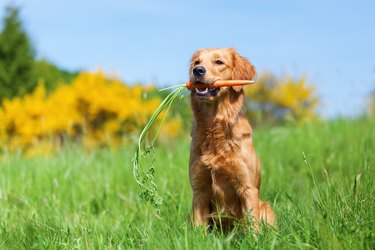outdoor portrait of a young golden retriever holding a carrot in his mouth