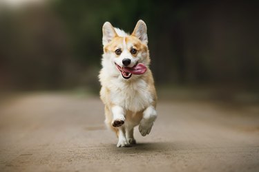 cute corgi dog running toward the camera with tongue out