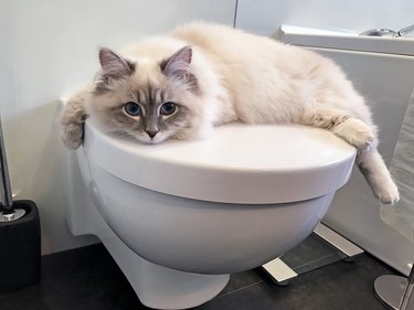 charming young white cat lying on the white lid of toilet inside bathroom