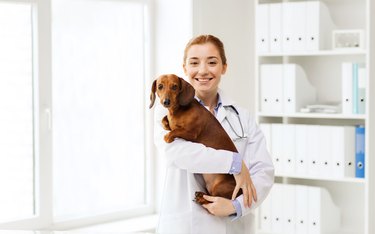 happy doctor with dog at vet clinic