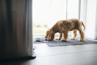 Eating from Dog Bowl