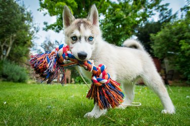 A Husky puppy with a toy