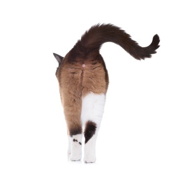 Snowshoe cat walking away