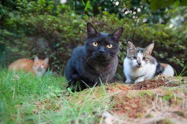 Feral cats outdoors