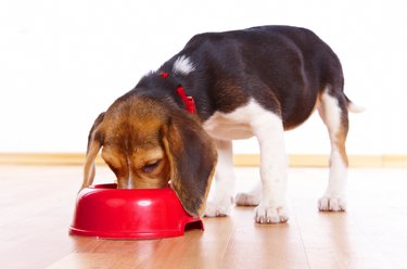 A beagle puppy enjoying it's food in a nice red bowl
