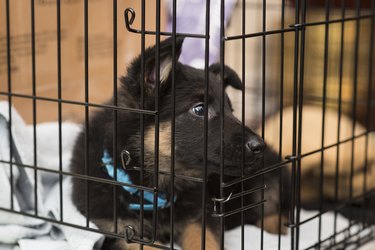 German Shepherd puppy