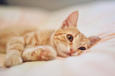 Cat laying down