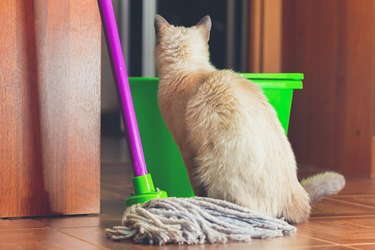 cat sitting near mop and looking into green bucket
