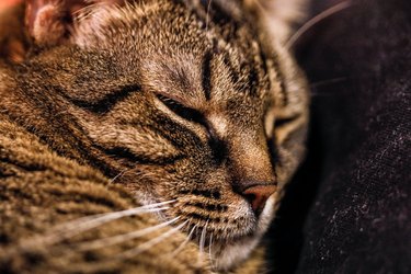 Shallow depth of field (selective focus) and macro image with the face of a female shorthair european cat.