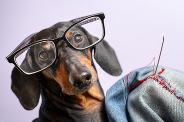 Adorable dog breed of dachshund, black and tan, in the glasses, darn jeans with red threads with a big needle. Funny ad for your business