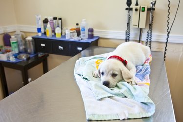 Puppy at the veterinarian's office