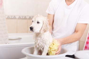 Homemade no best sale rinse dog shampoo