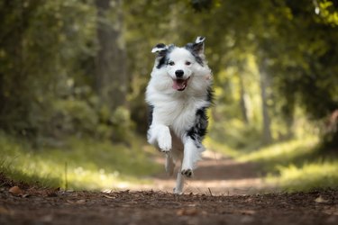 dog training in forest, australian shepherd running, looking at camera