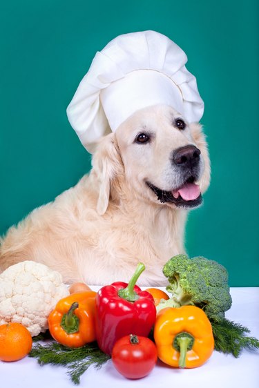 Golden retriever dog cooking