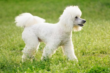 White poodle dog on green grass  field