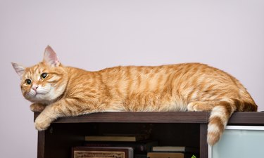 Lazy orange cat on a bookshelf