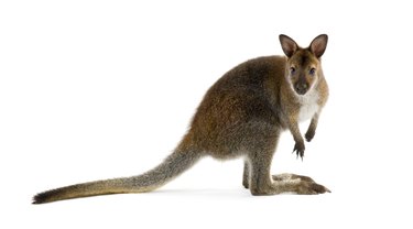 Brown wallaby looking at camera and isolated in white