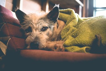 Sleepy cute cold dog wrapped in blanket in Winter