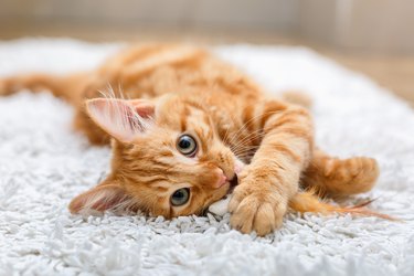 Kitten playing with toy mouse