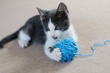 Kitten holding ball of wool (felis catus)